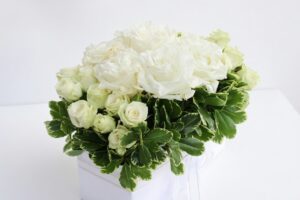 Roses